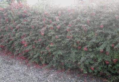 Fuchsia Magellanica Hedge Hyland's Nursery Wexford Ireland