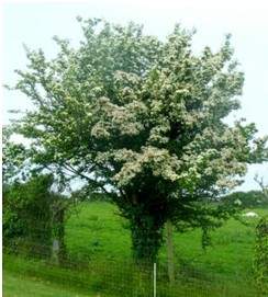 Blackthorn Hedging (Prunus spinosa) - A Speciality of Hylands Nursery