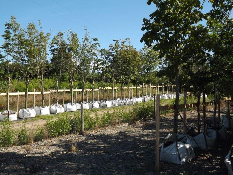 Mature Trees Hyland's Nursery