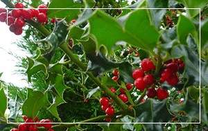 Holly Hedging Hyland's Nursery Growers Suppliers