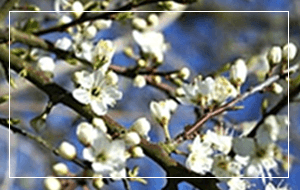 Blackthorn Hedging Prunus Spinosa Hyland's Nursery Wexford