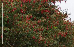 Fuchsia Magellanica Hylands Nursery