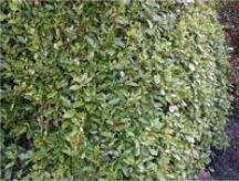 Griselinia Hedging - Hyland's Nursery