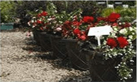 Patio Flower Pots Hyland's Flowers and Plants Growers and Suppliers